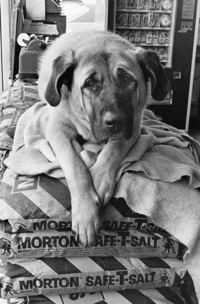 1979 - Dog in gas station